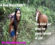 Thai Teen Peru to Ecuador horses to creampies from thai 18 movies