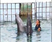 Dolphins from dolphin fucks woman gifs porn