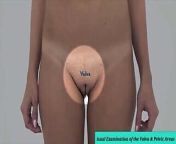 Real Female Anatomy - Visual Examination of the Vulva 1 from desi vulva